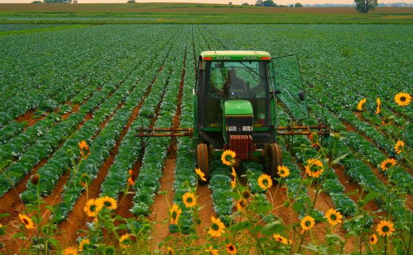 A green tractor pulling a tine weeder between rows of cabbage in a large field, shown as mechanical-weeding context.