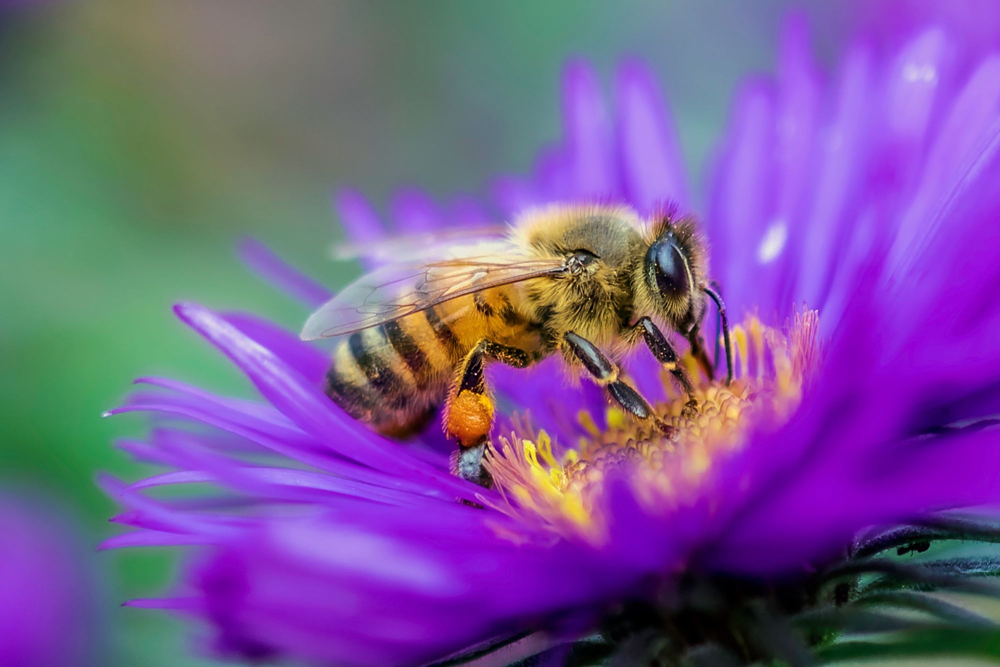 bee on a flower