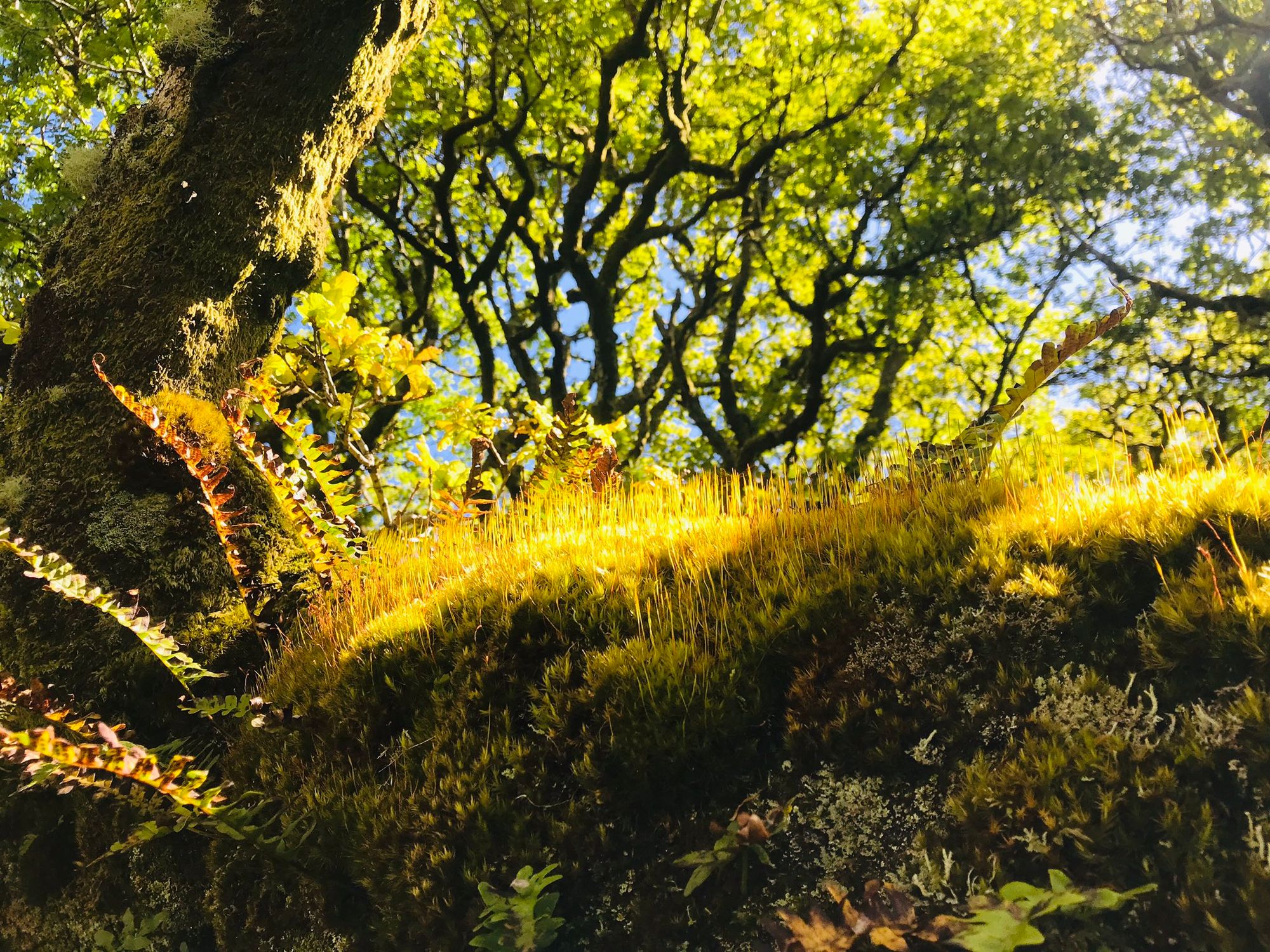 in foreground lichens and mosses in sunlight next to a tree trunk, in background trees and blue sky