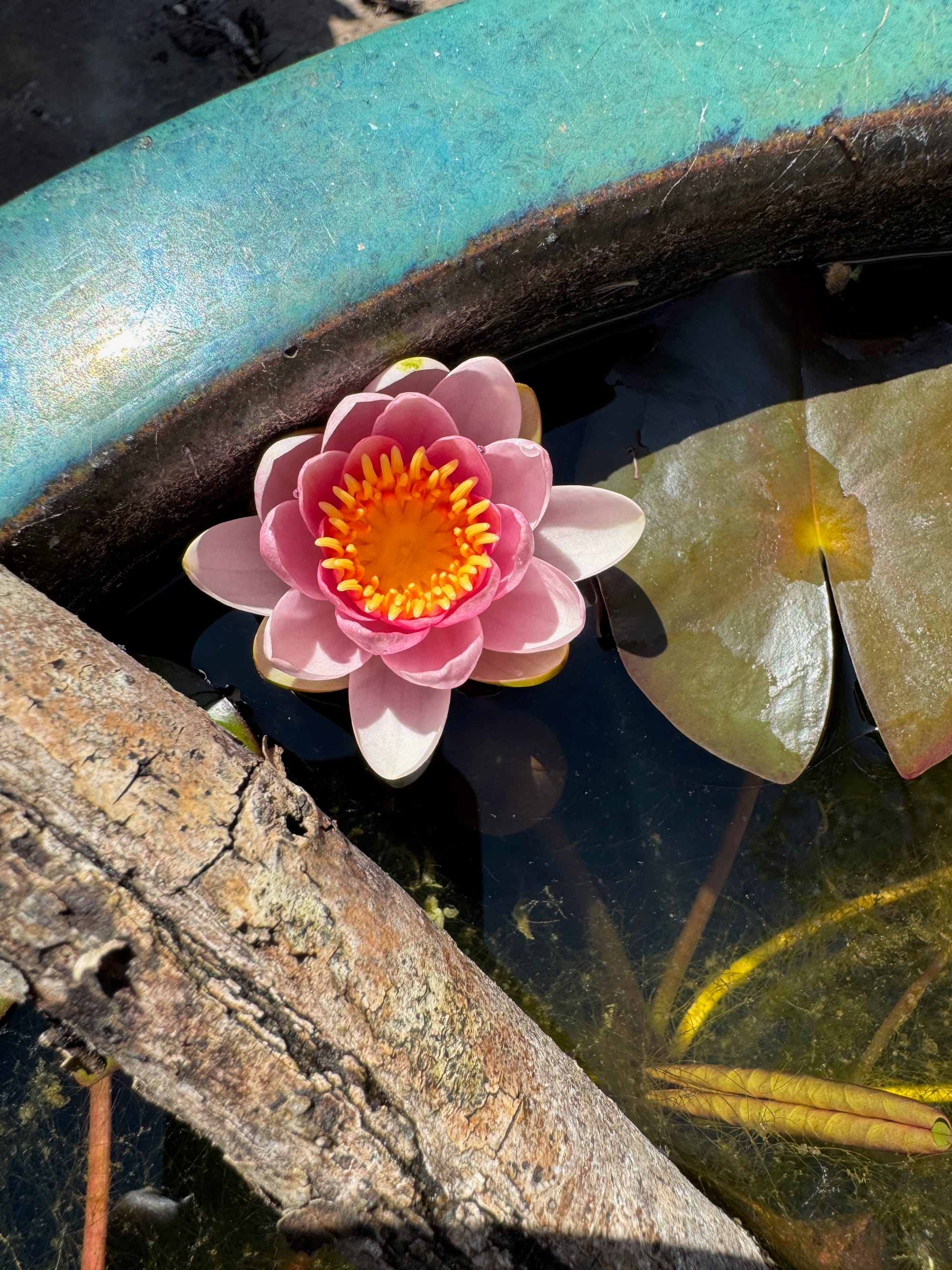 a pink flower on the surface of water next to a piece of wood