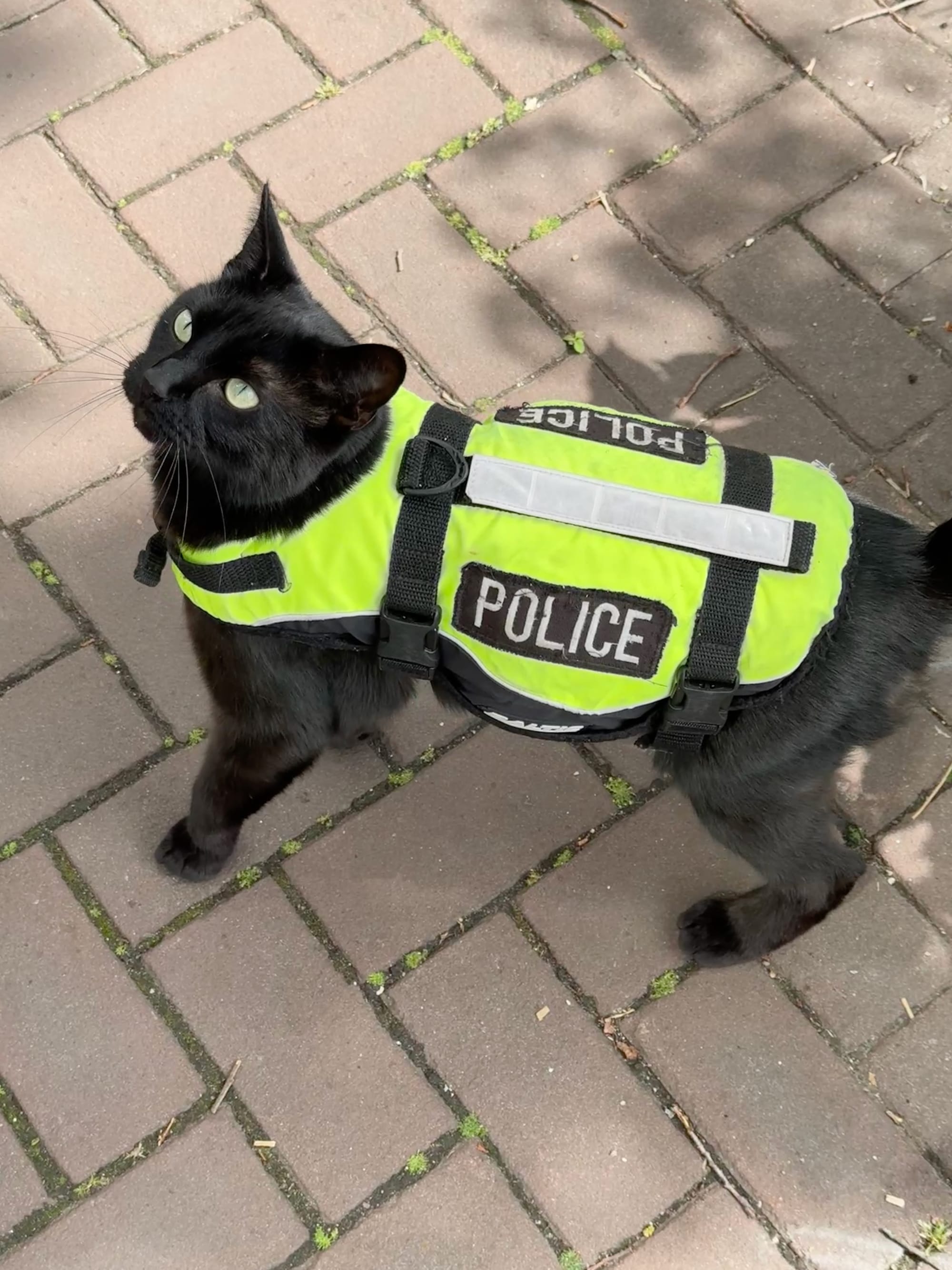 A black cat wearing a hi vis coat with the word "POLICE"