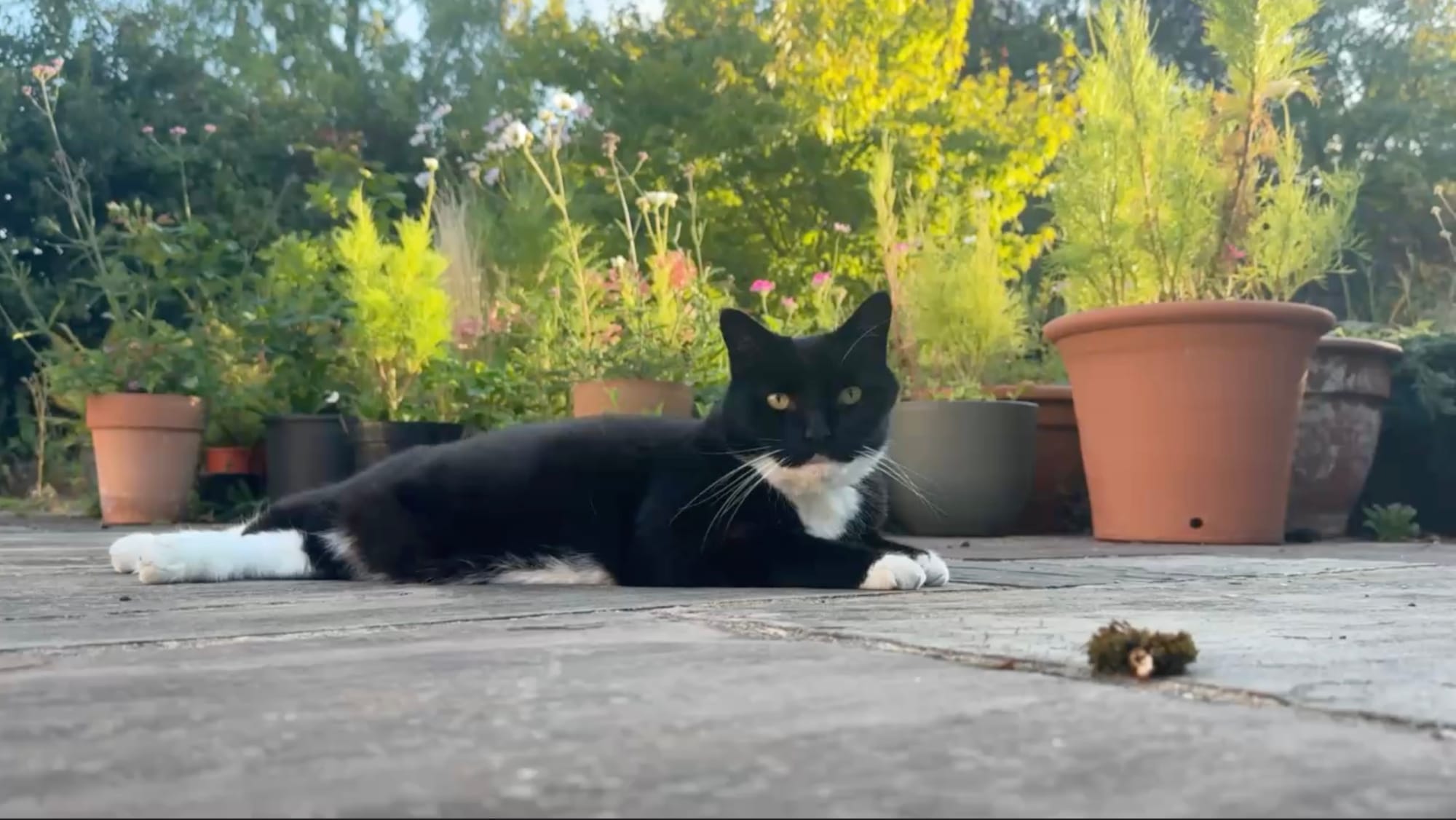 a black cat with white paws and throat sits in front of pots of flowers lit by sunbeams