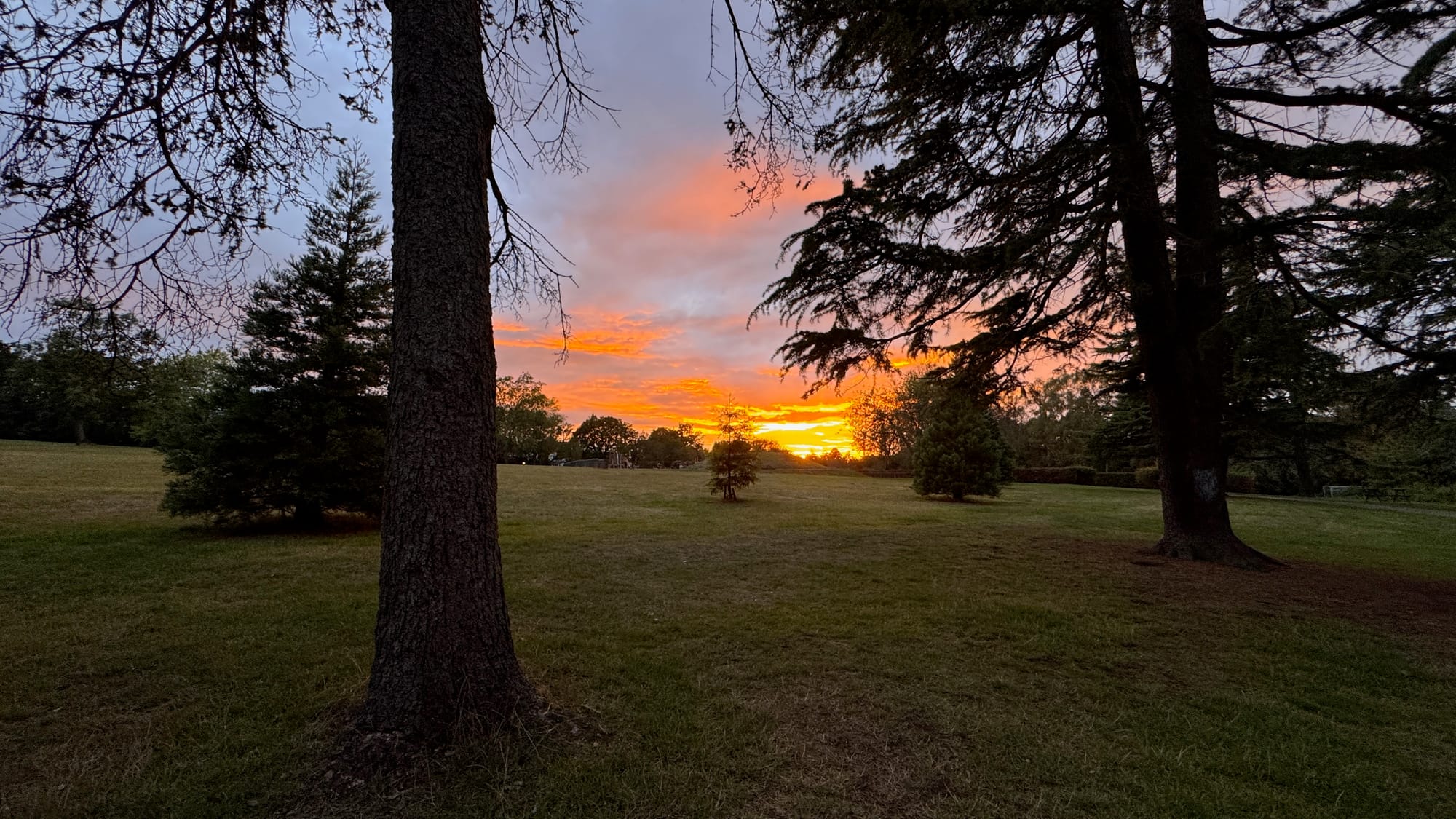 sun setting beyond some trees in the distance. fir trees in the foreground on a grassy slope