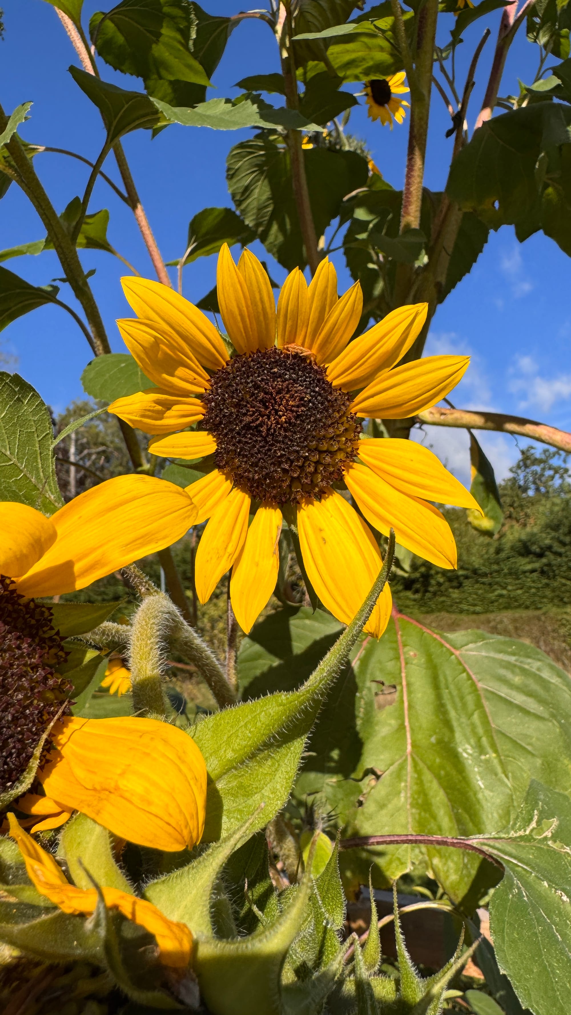 a yellow-petalled sunflower with green leaves against a clear blue sky
