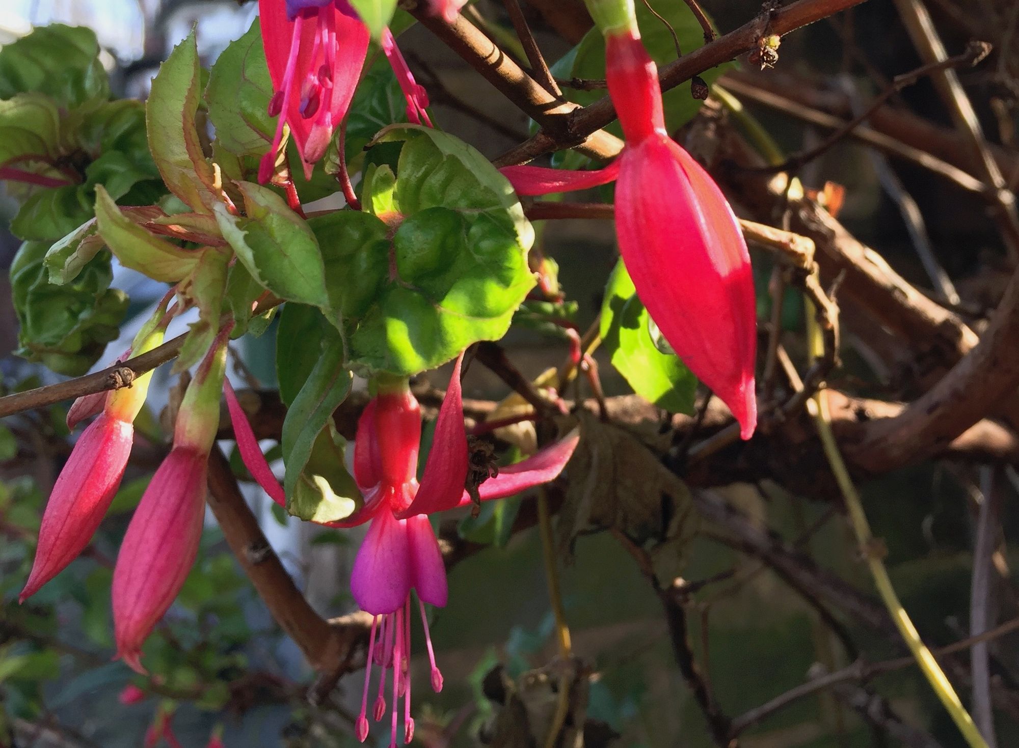 pink flowers and green leaves on a woody stem
