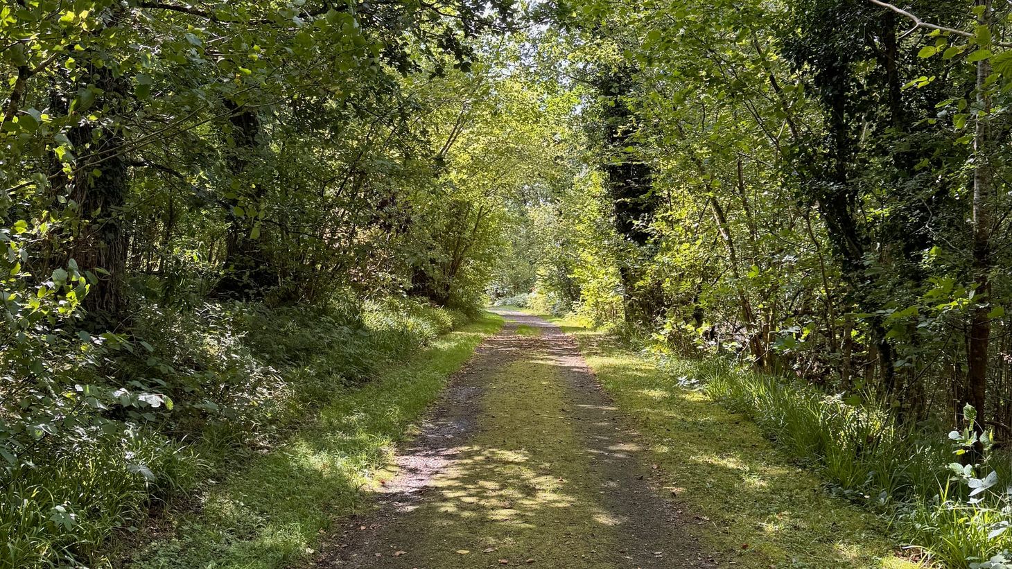 A grassy path through trees on a sunny day