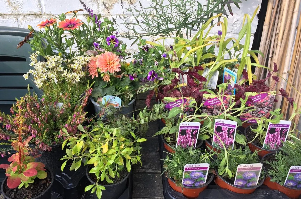 The garden of earthly delights