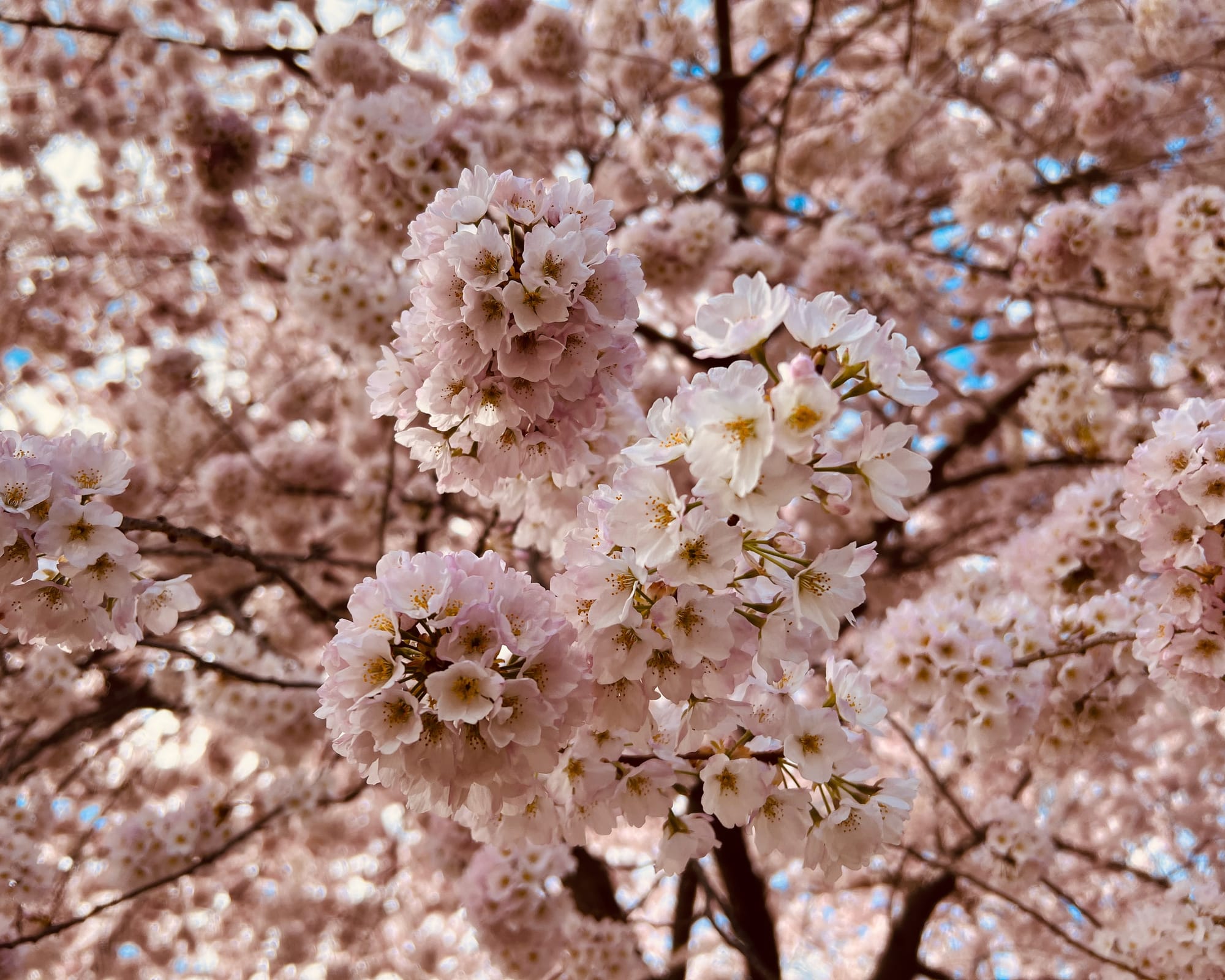 Cherry blossoms at the Public Garden