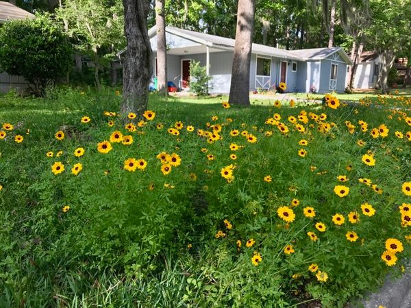 In Full Bloom