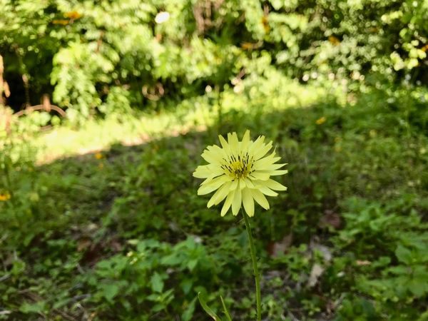 Dandelions