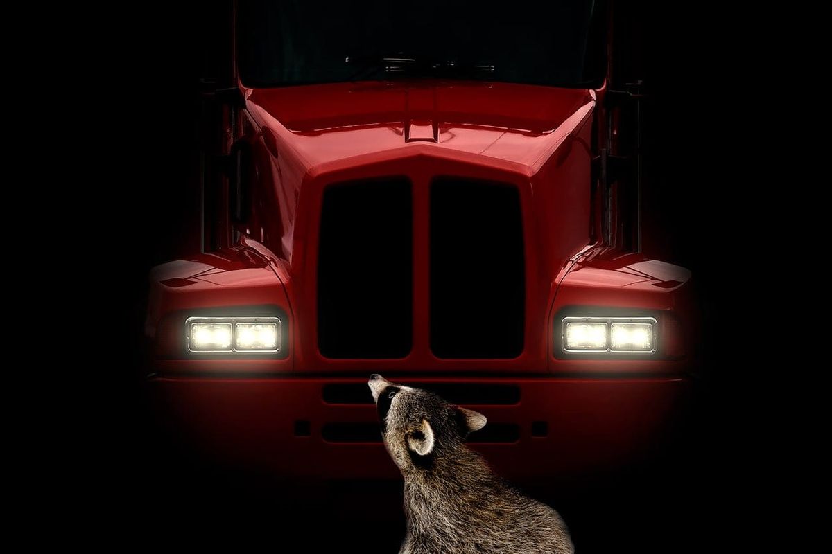 Roadkill: A Symbol of Our Automotive Age’s Devastating Impact