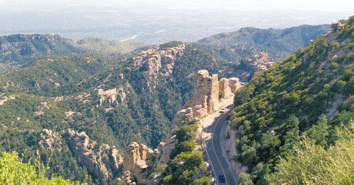 Oh Deer! On Mt. Lemmon