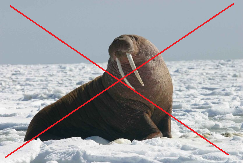 Le Morse, mais pas celui avec des dents