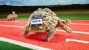 Course de tortue