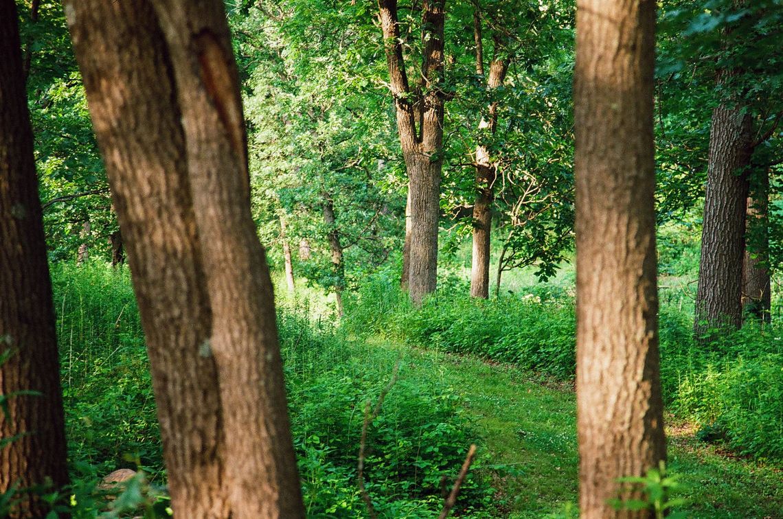 "Goth Park Forest"