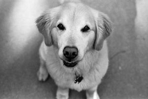 "Golden Retriever, Sitting"