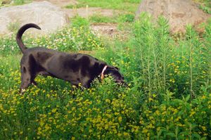 "Dog Smelling Wildflowers"