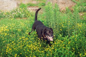 "Dog Walking, Panting"