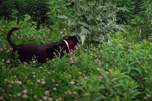 "Dog, Exploring"