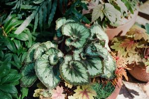 "Rex Begonia Escargot"