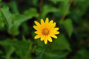 "False Sunflower"