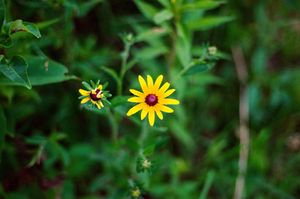 "Black-Eyed Susan"