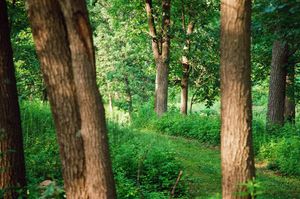 "Goth Park Forest"