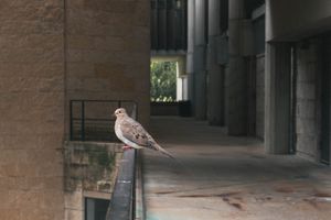"Morning Dove"