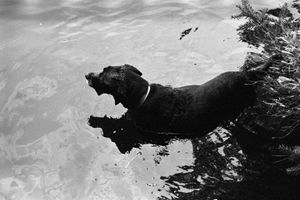 "Dog in Water, Swimming"