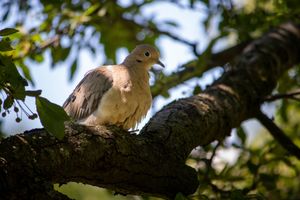 "Morning Dove"