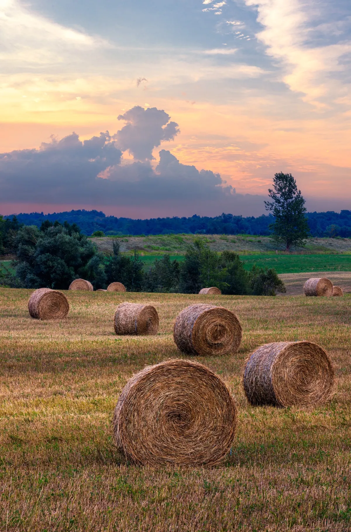Round hay bales in a harvested field under a pink and blue evening sky near Erin