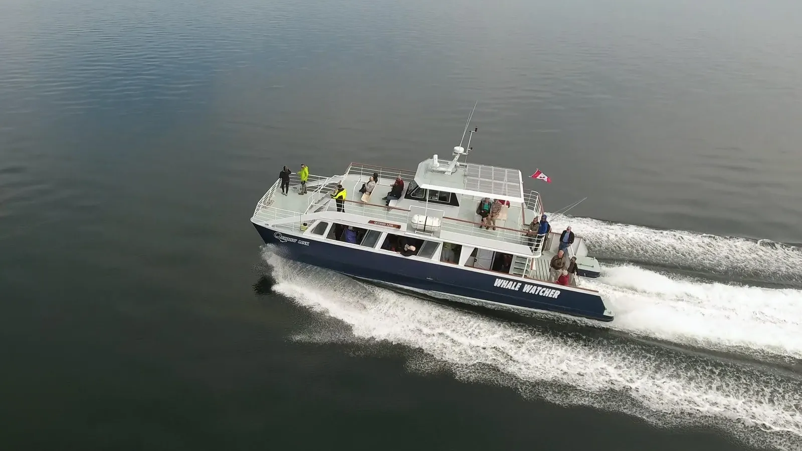 Passengers lining the rail of the Whale Watcher as it circles on calm water