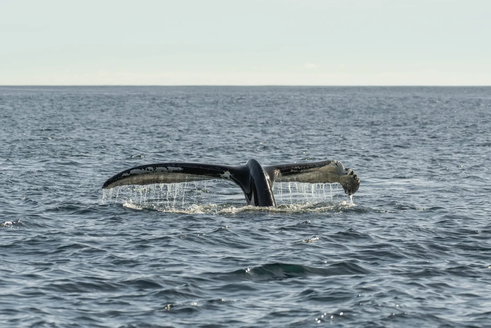 A humpback whale’s tail rising from the calm water of the Bay of Fundy