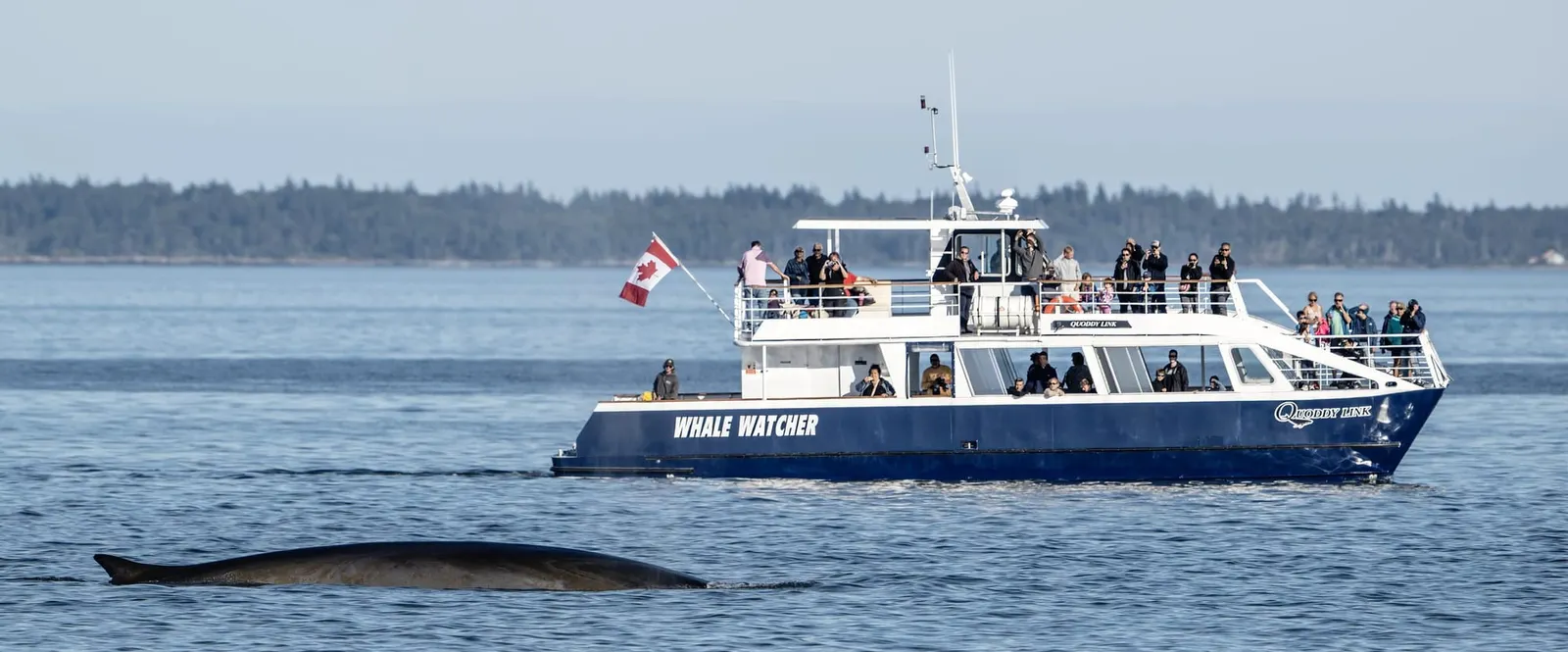 Set Sail for an Unforgettable Bay of Fundy Adventure