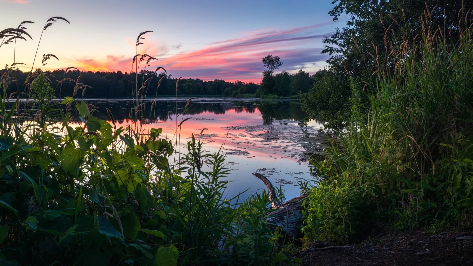 A still pond at sunset with reeds and trees reflected in the water