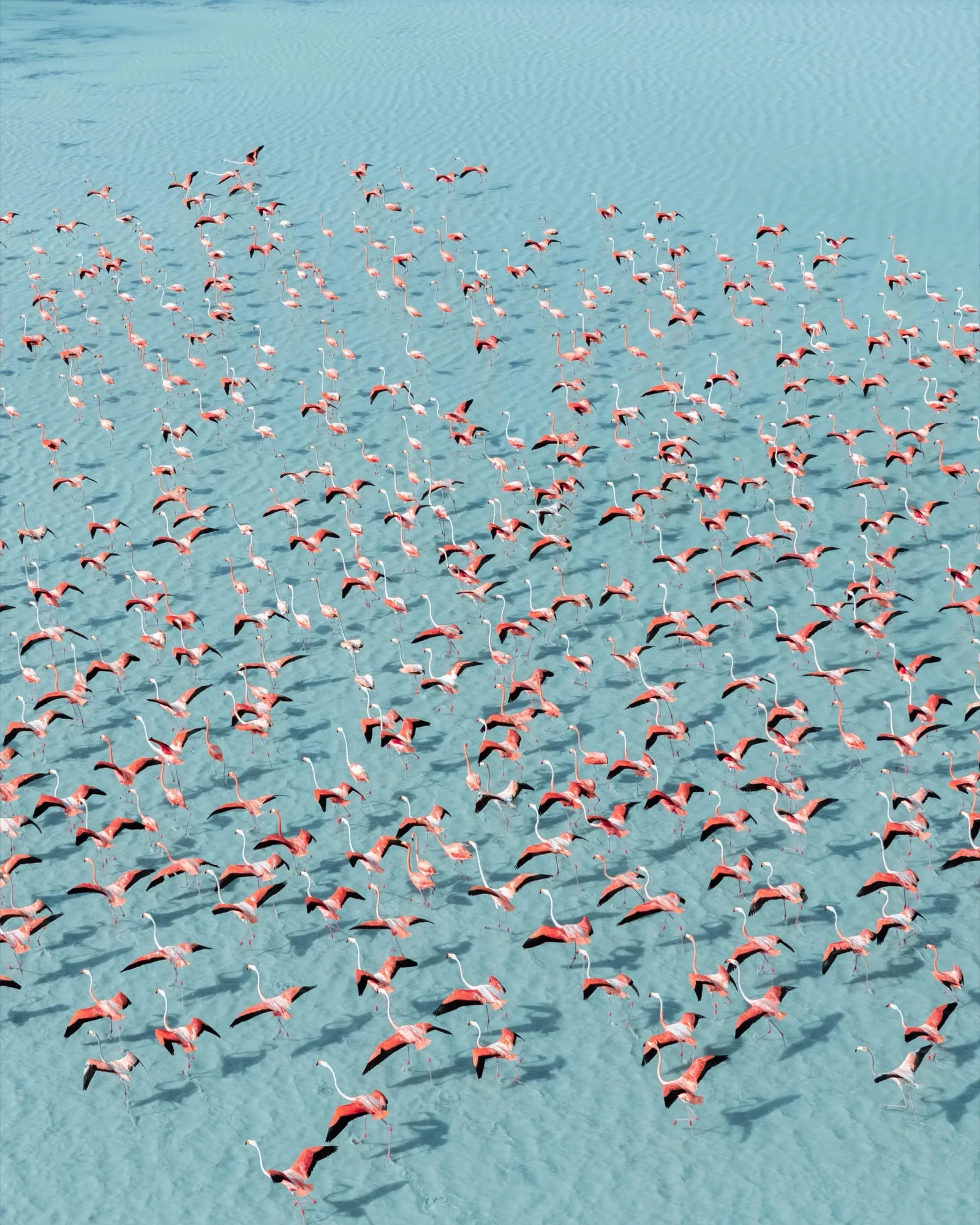A flock of pink flamingos wading in pale turquoise shallows, seen from above