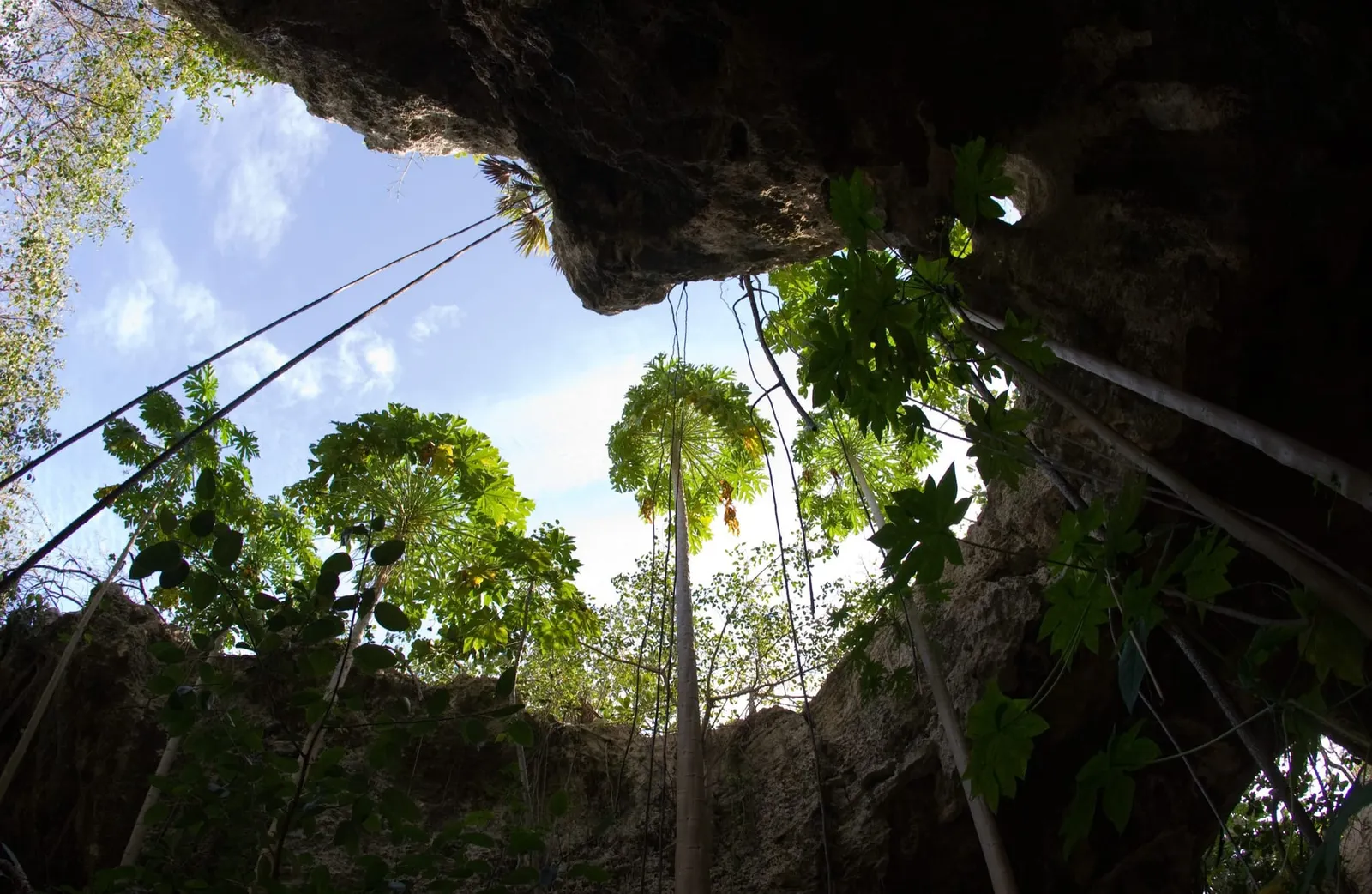 Looking up from inside a limestone cave toward trees and sky through the opening