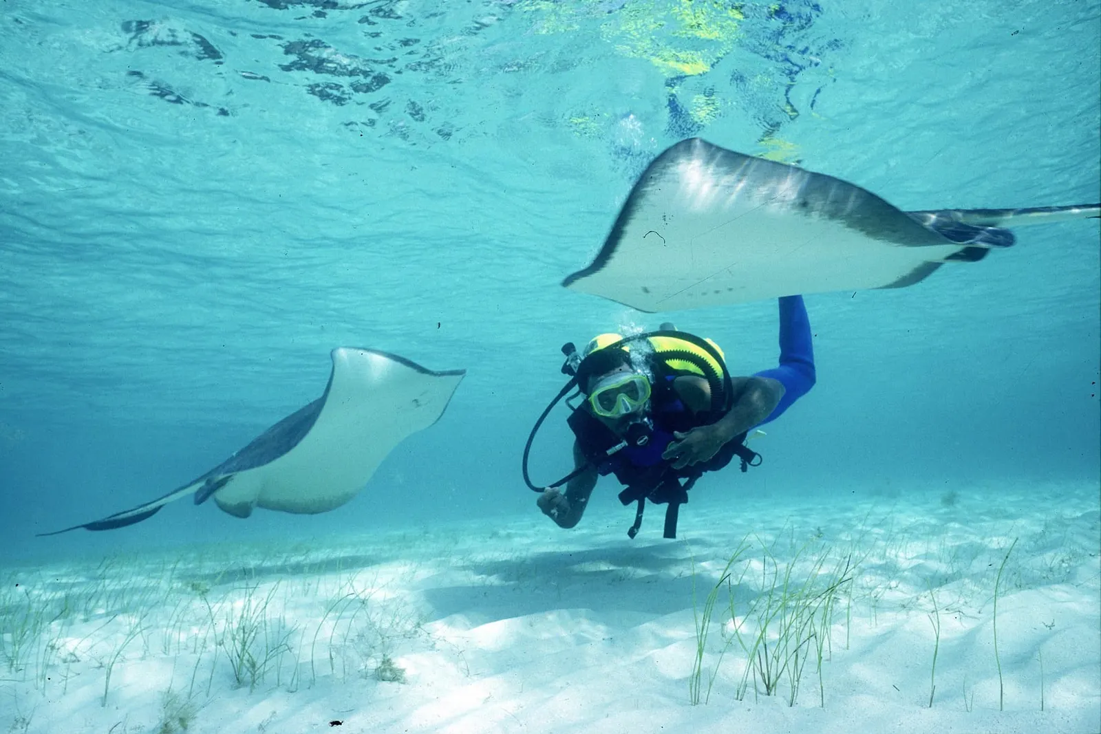A scuba diver swimming alongside two stingrays over a sandy seabed