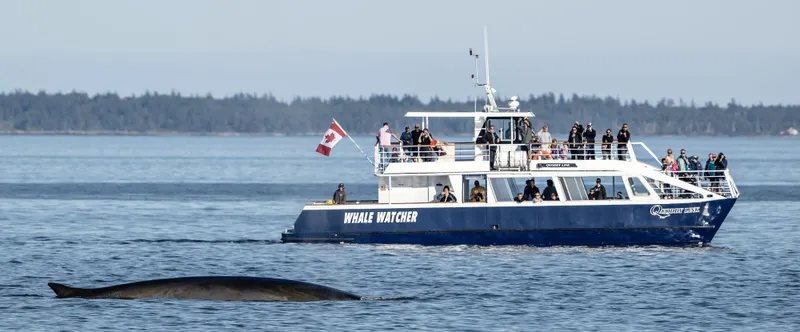 Set Sail for an Unforgettable Bay of Fundy Adventure