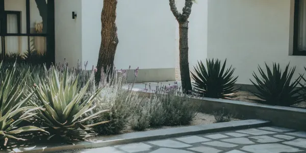 Fire resistant plants and succulents line a stone pathway in a fire-safe modern yard.