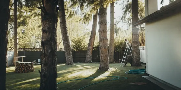 A person on a ladder carefully trims tree branches to make a yard wildfire-safe.