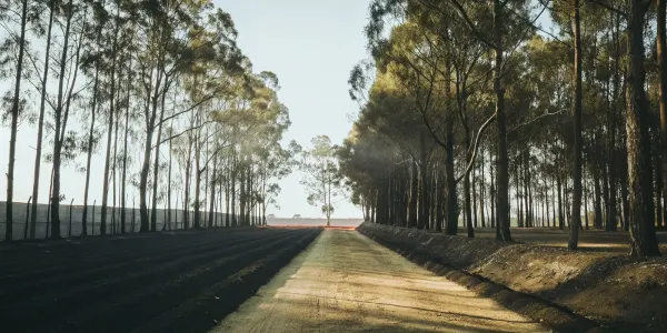 A wide dirt fire break separating a forest to protect a homeowner's property from wildfire.