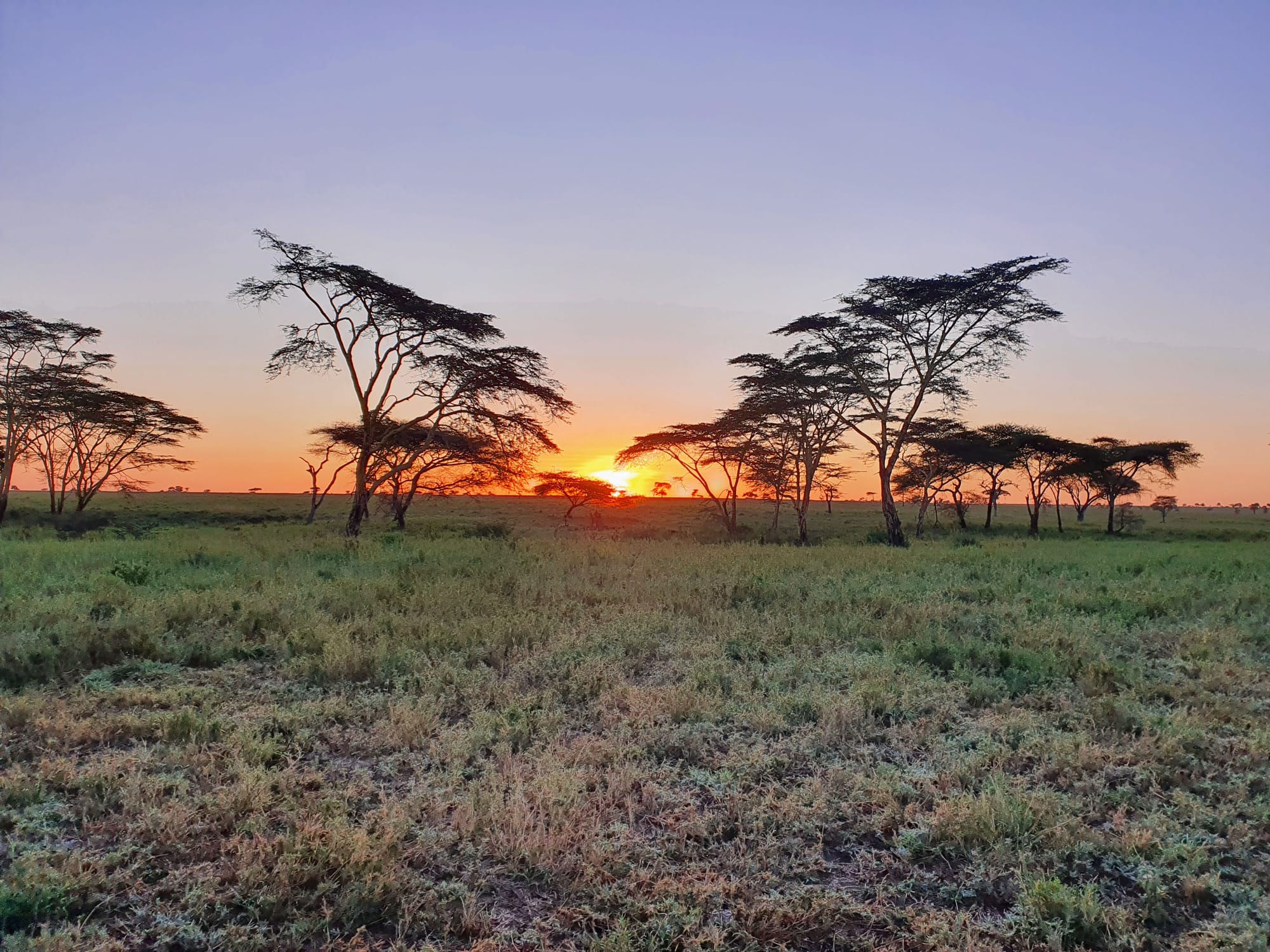 Serengeti Sun rise morning