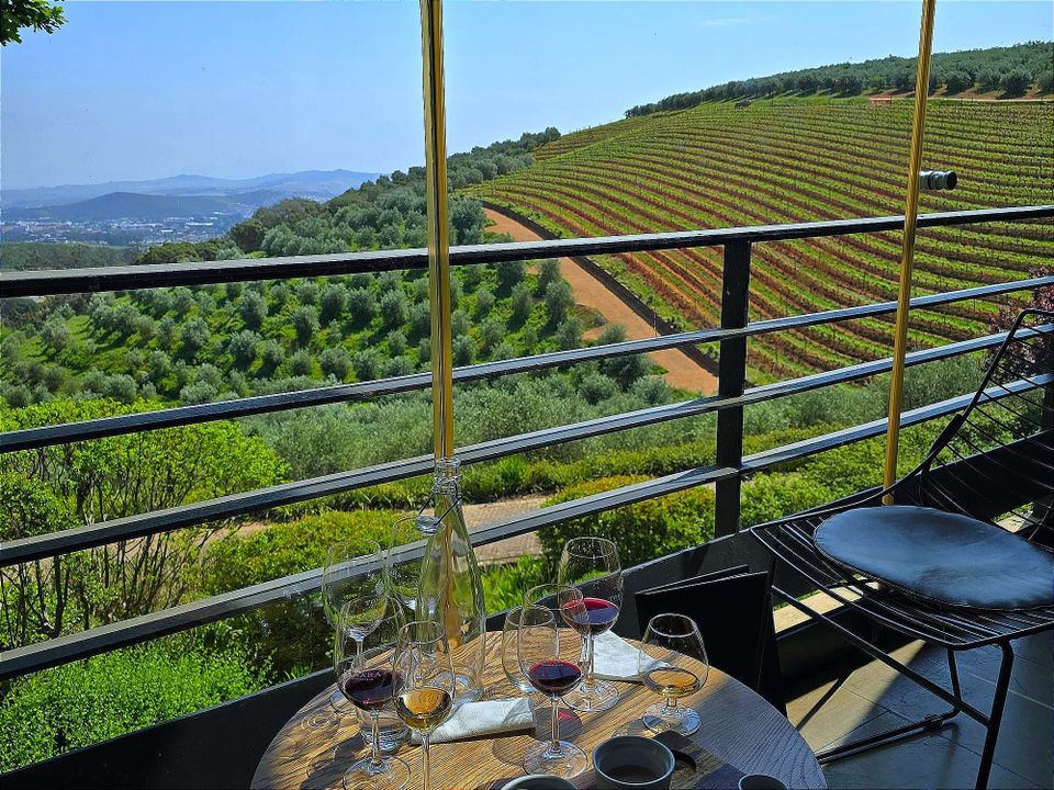 South Africa Wineries | Wine & Olive Oil Tasting at Tokara Wine Estate