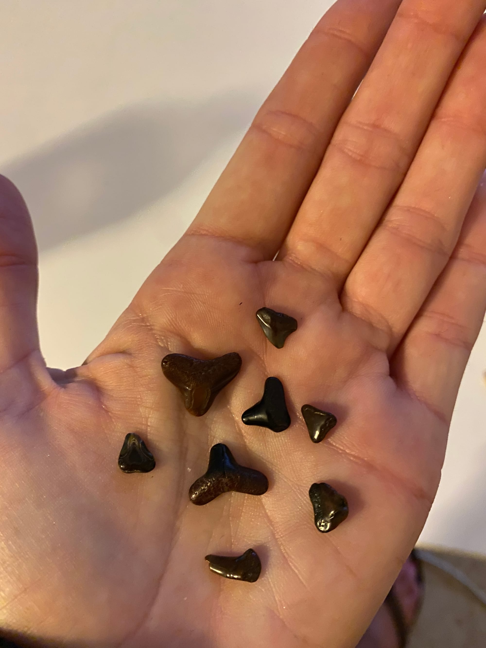 Fossilized Shark Teeth on Manasota Key, Florida