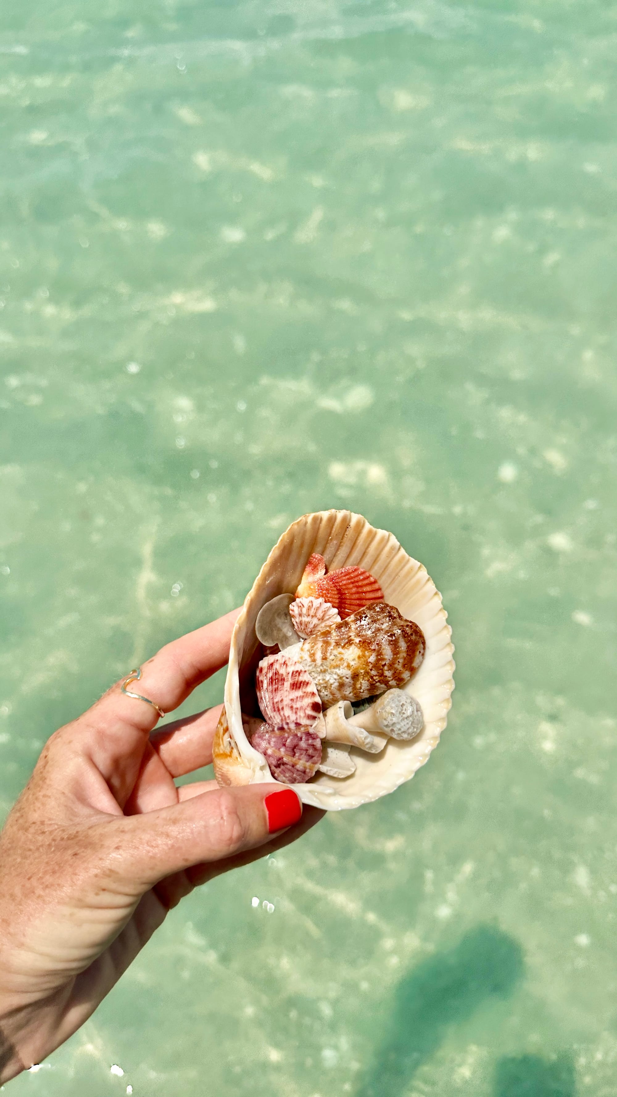 Sea Shells from the Gulf on Manasota Key, Florida
