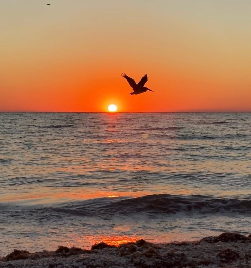bird flying over the gulf horizon on manasotakey key, florida at sunset 