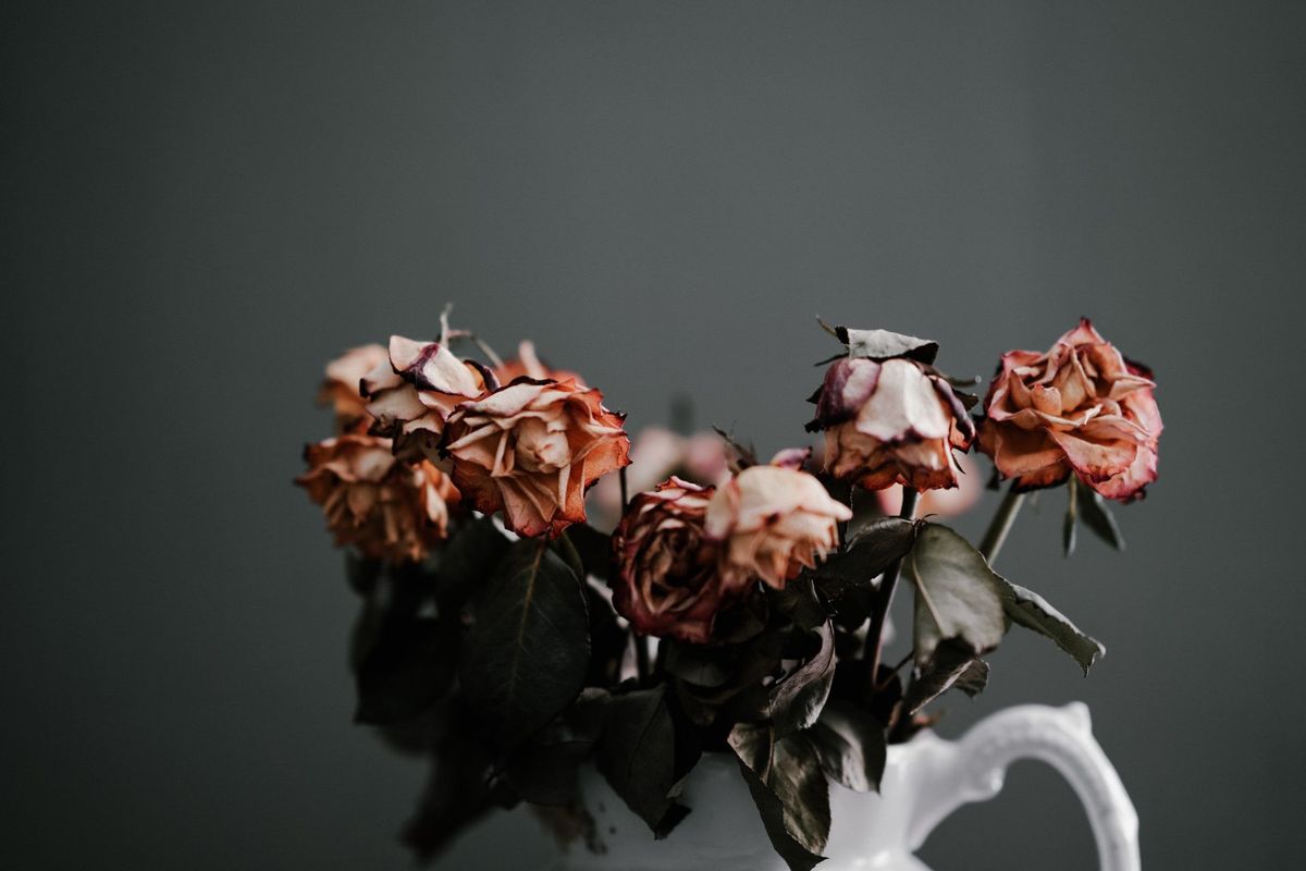 Sometimes Roses Die Too Young. Post feature image