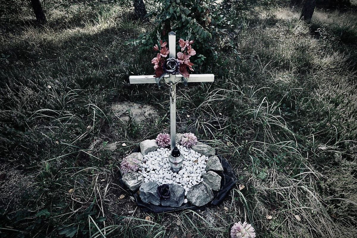 The Place in The Woods. Post feature image