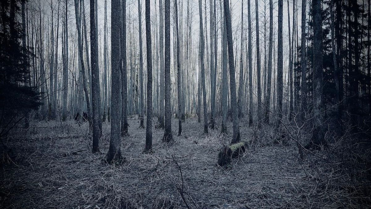 Beneath Pines Unbothered. Post feature image